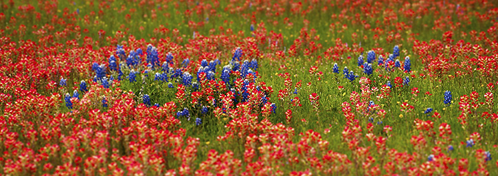 Panorama of Bluebonnets Among Indian Paintbrush, Hill Country, TX